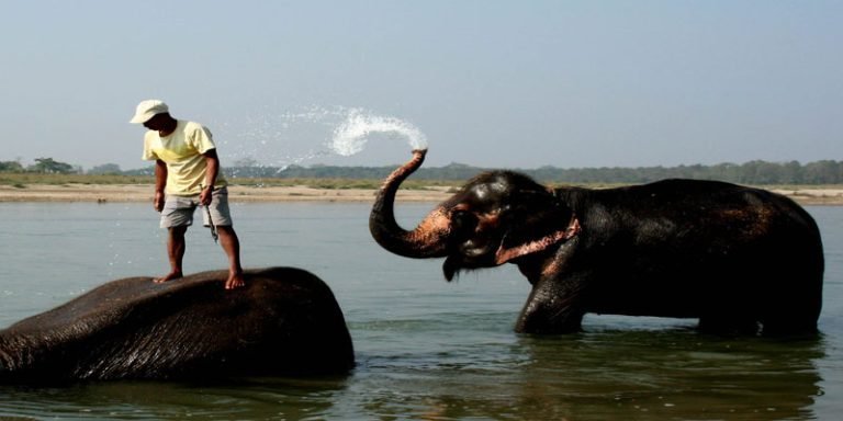 Chitwan WildLife Jungle Safari