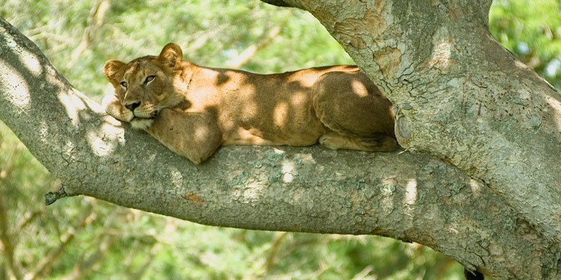 Jungle Activities